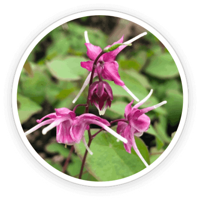 Quietum Plus Ingredients